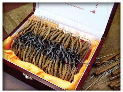 乌恰冬虫夏草回收